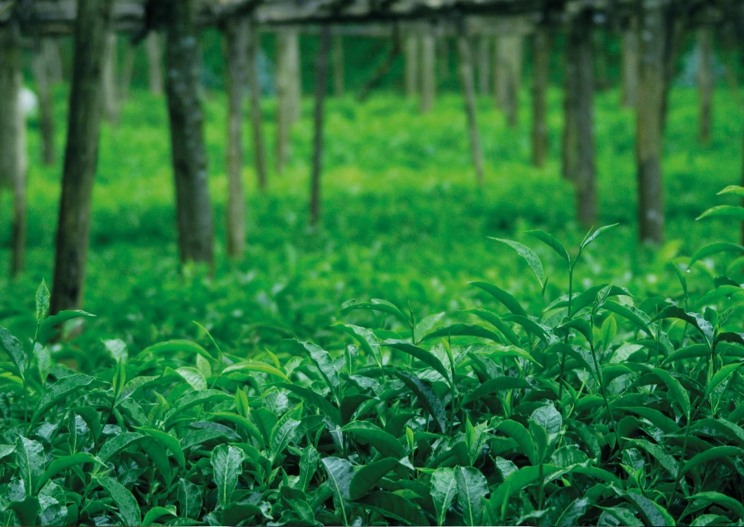 WE SEARCH THE WORLD FOR THE FINEST TASTING TEAS
